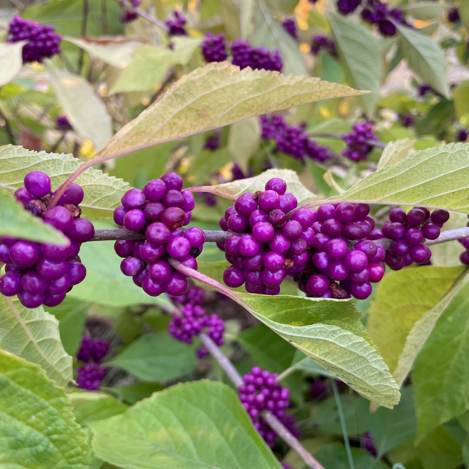 American Beautyberry (Live Plant) Pre-Order for Spring 2024 – Ty The ...